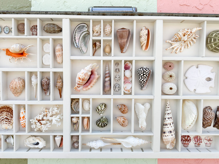 Painted Printers Tray Shell Display