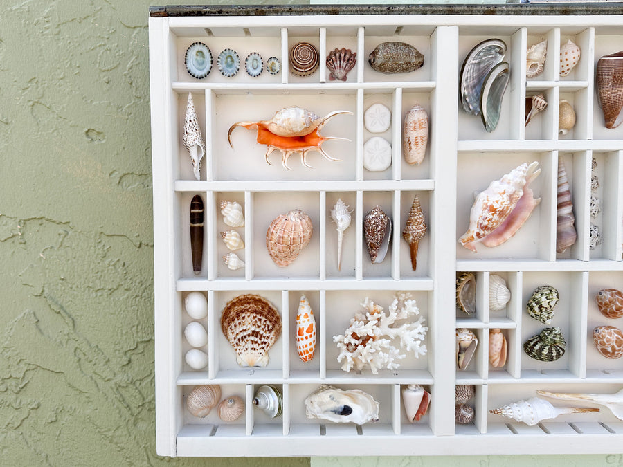 Painted Printers Tray Shell Display