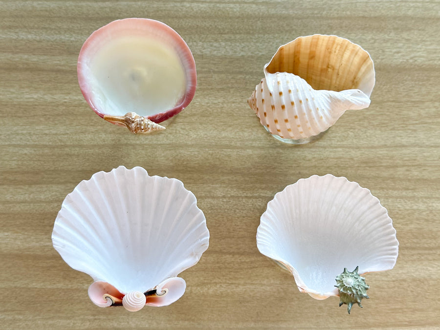 Set of Four Colorful Shell Coupes