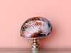 Brown and Gold Jumbo Turbo Shell Finial