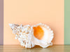 Kips Bay Show House Lampas Frog Shell
