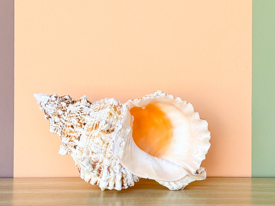 Lampas Frog Natural Shell