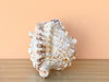 Kips Bay Show House Lampas Frog Shell