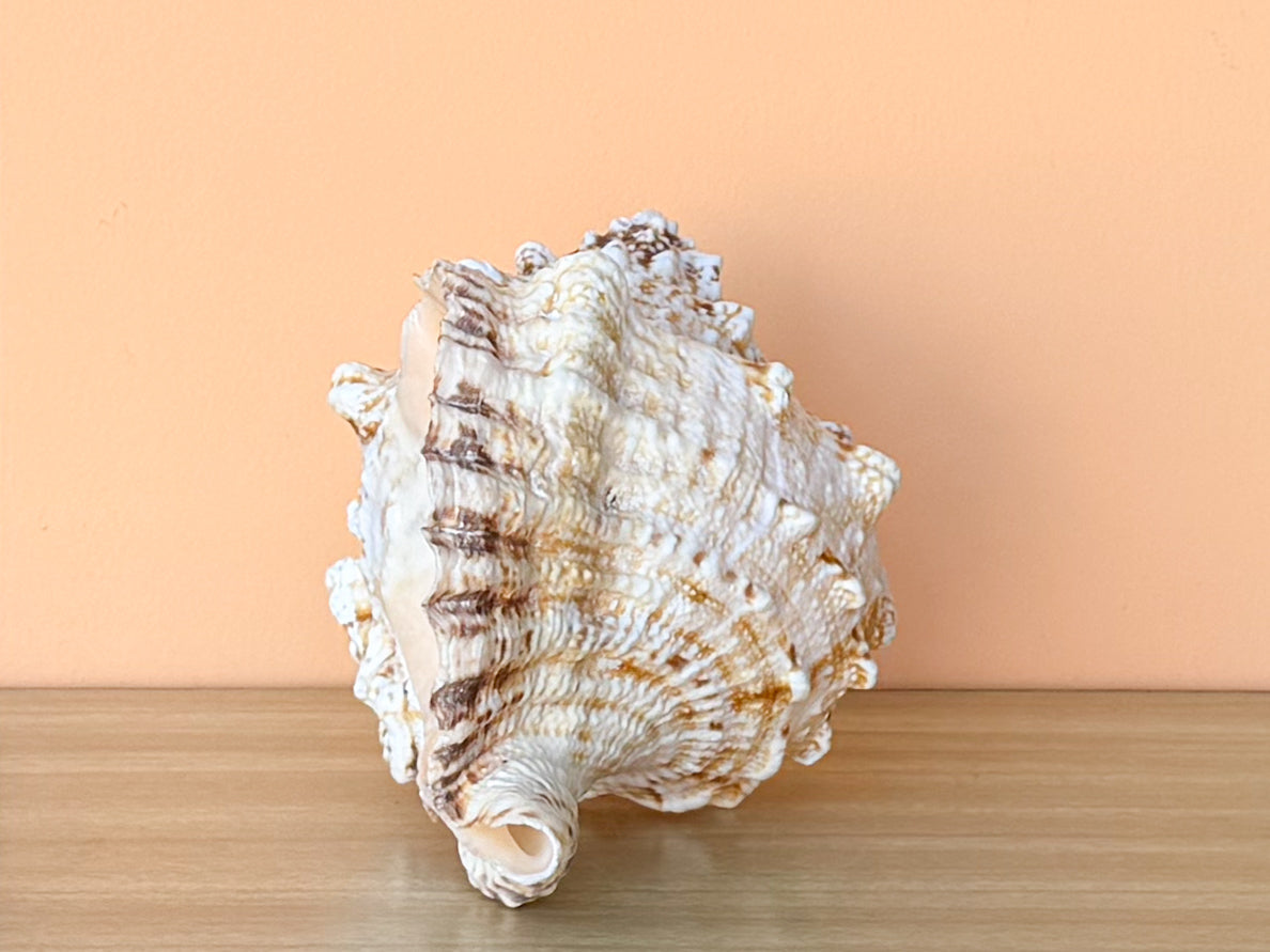 Lampas Frog Natural Shell