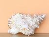 Kips Bay Show House Lampas Frog Shell