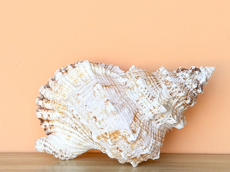 Lampas Frog Natural Shell