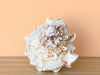 Kips Bay Show House Lampas Frog Shell