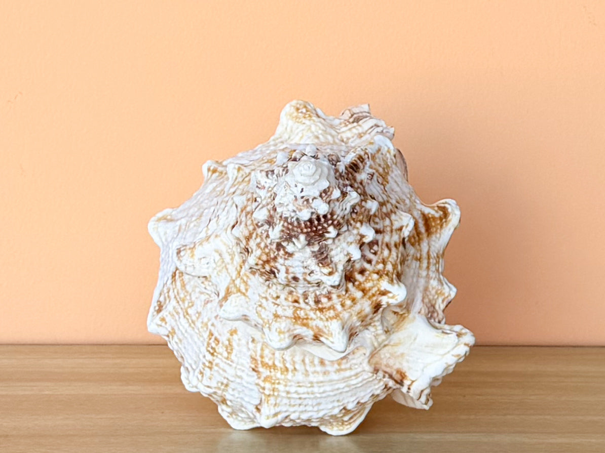 Lampas Frog Natural Shell
