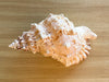 Kips Bay Show House Lampas Frog Shell