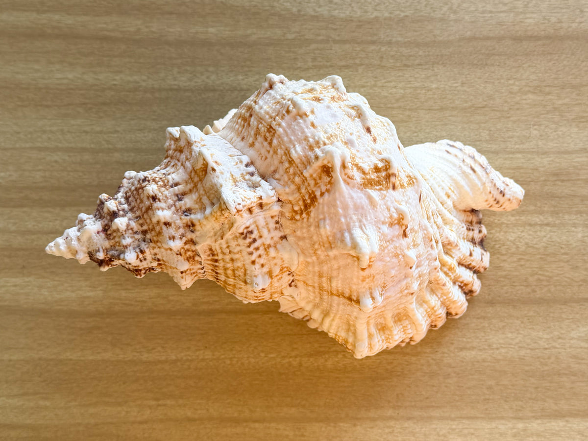 Lampas Frog Natural Shell