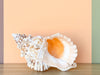 Kips Bay Show House Lampas Frog Shell