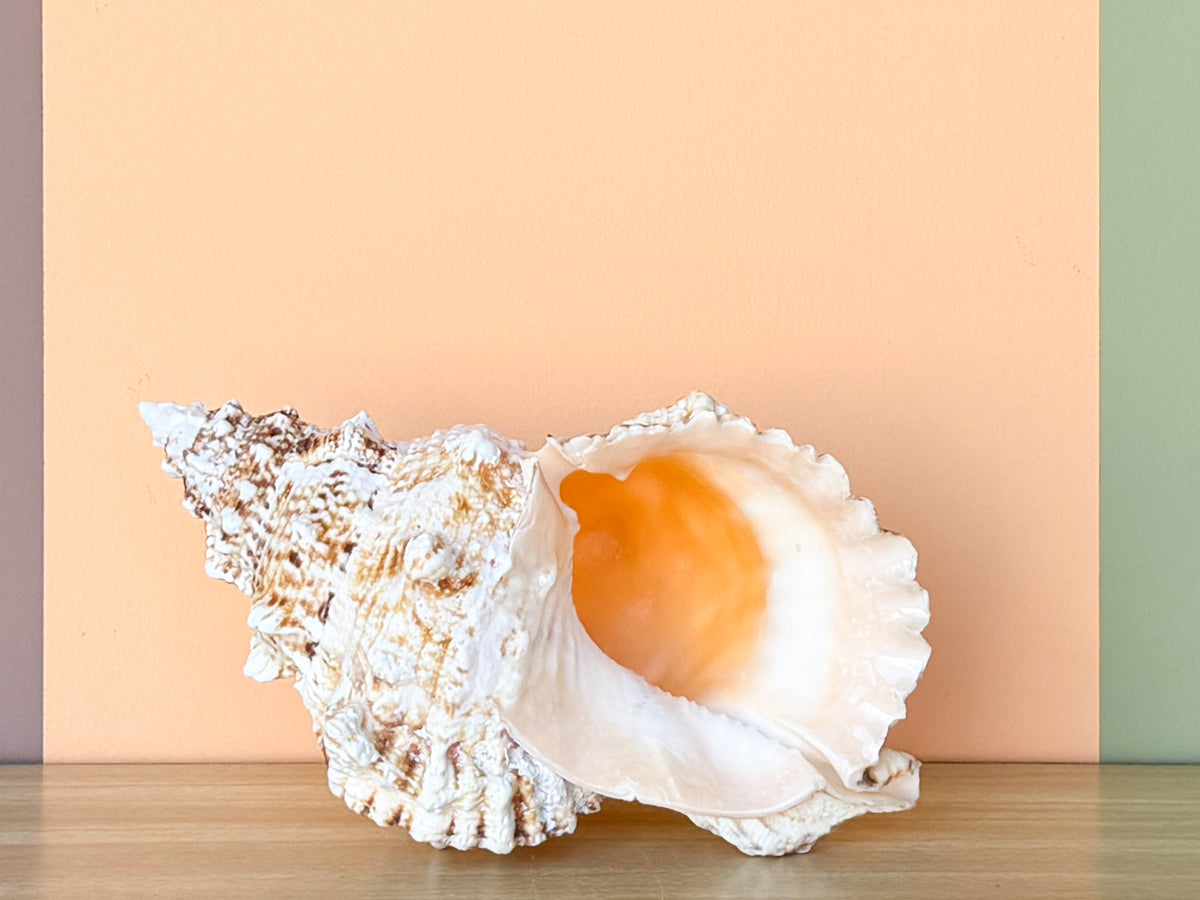 Lampas Frog Natural Shell
