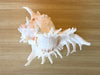 Kips Bay Show House Large Murex Shell