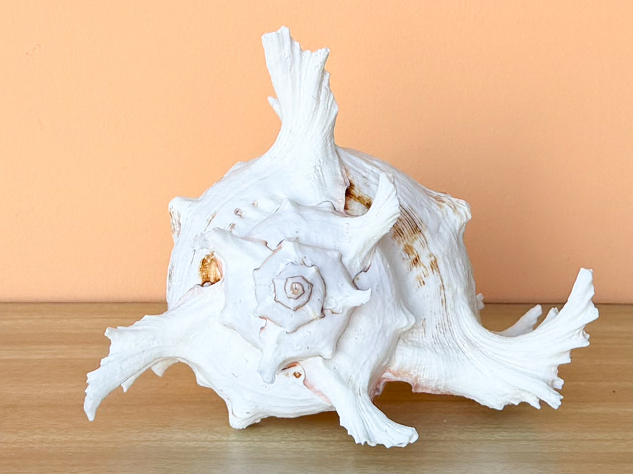 Large Murex Natural Shell