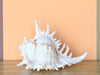 Kips Bay Show House Large Murex Shell