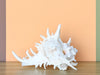 Kips Bay Show House Large Murex Shell