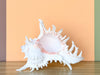 Kips Bay Show House Large Murex Shell