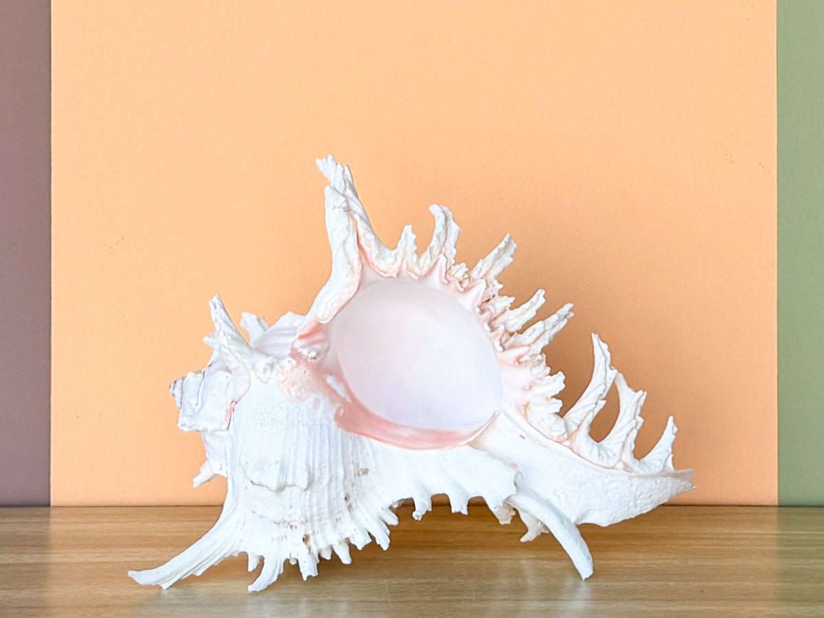 Large Murex Natural Shell