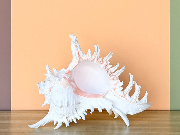 Kips Bay Show House Large Murex Shell