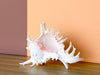 Kips Bay Show House Large Murex Shell