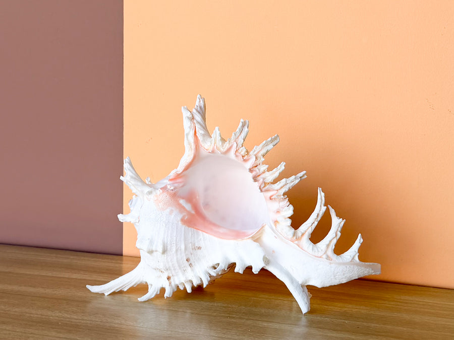 Large Murex Natural Shell