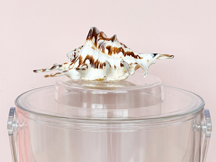 Spider Shell Lucite Ice Bucket