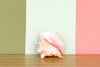 Pink Conch Natural Shell