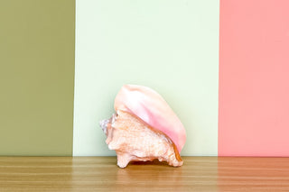 Pink Conch Natural Shell