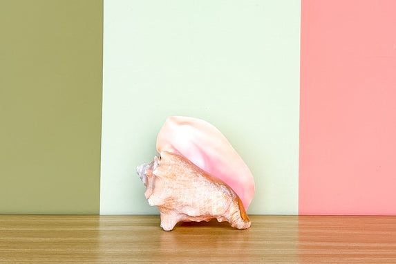 Pink Conch Natural Shell
