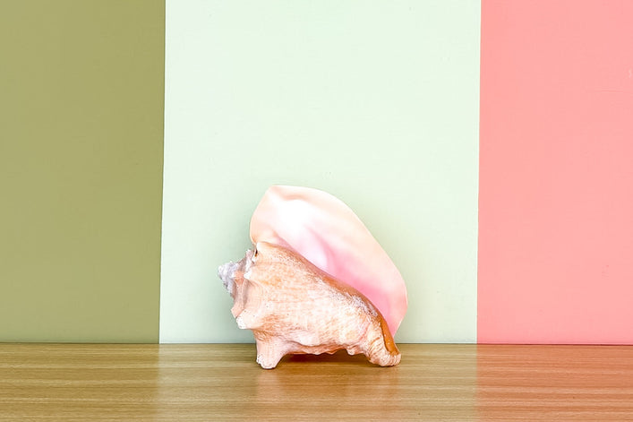 Pink Conch Natural Shell