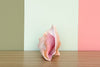 Pink Conch Natural Shell