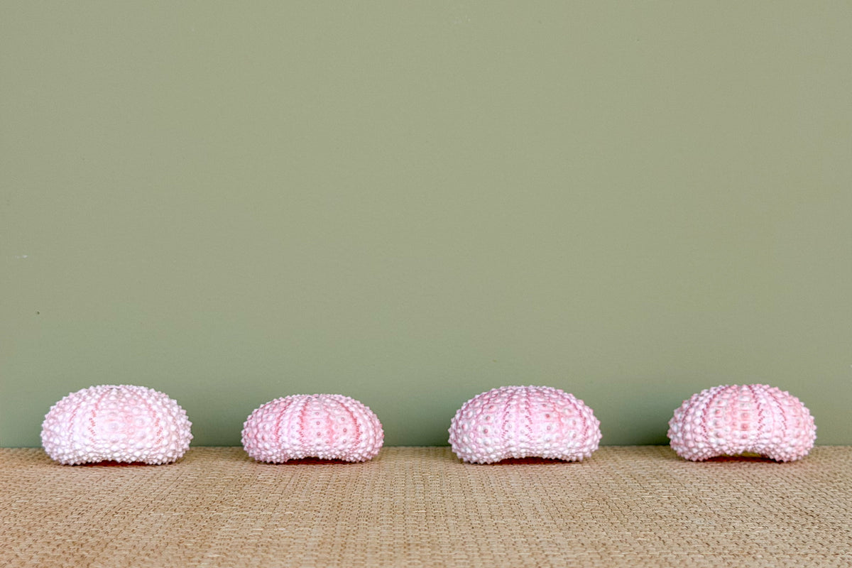 Set of Four Pink Natural Sea Urchin Placecard Holders