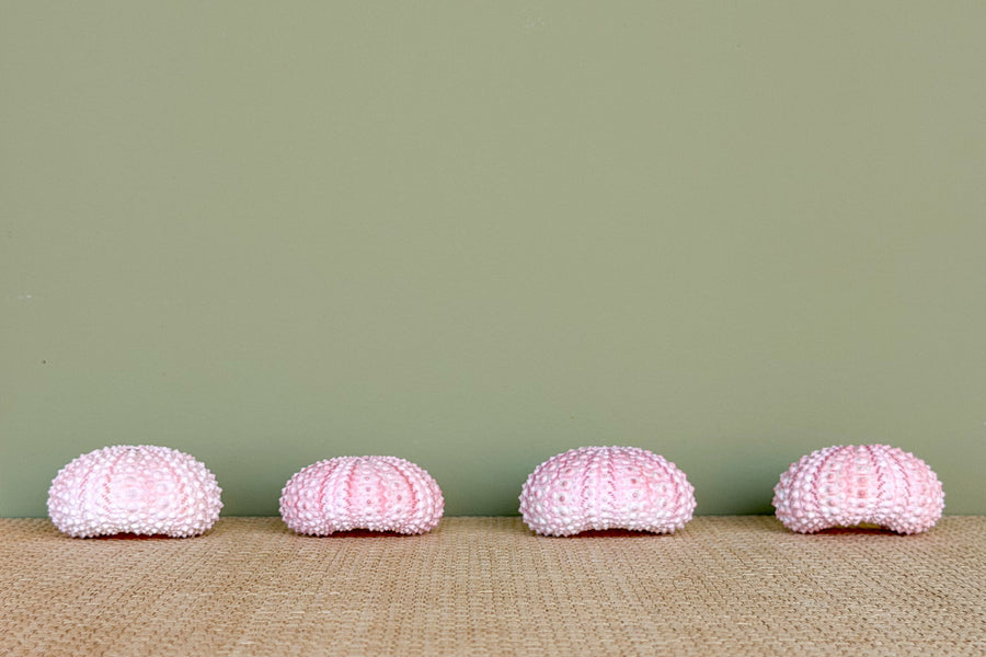 Set of Four Pink Natural Sea Urchin Placecard Holders