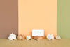 Set of Six Natural Shell Placecard Holders