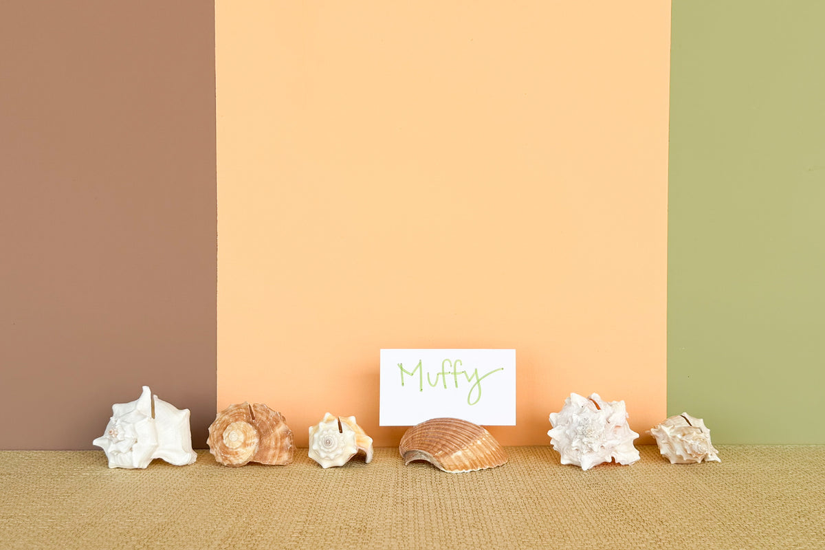 Set of Six Natural Shell Placecard Holders