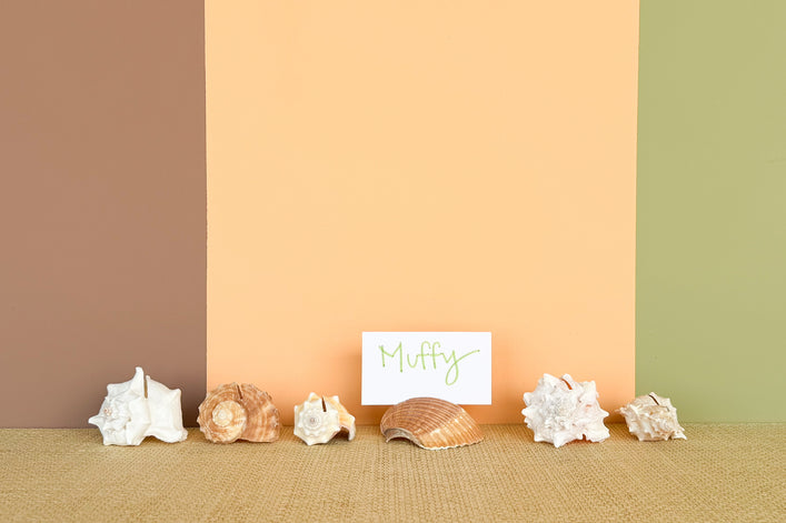 Set of Six Natural Shell Placecard Holders