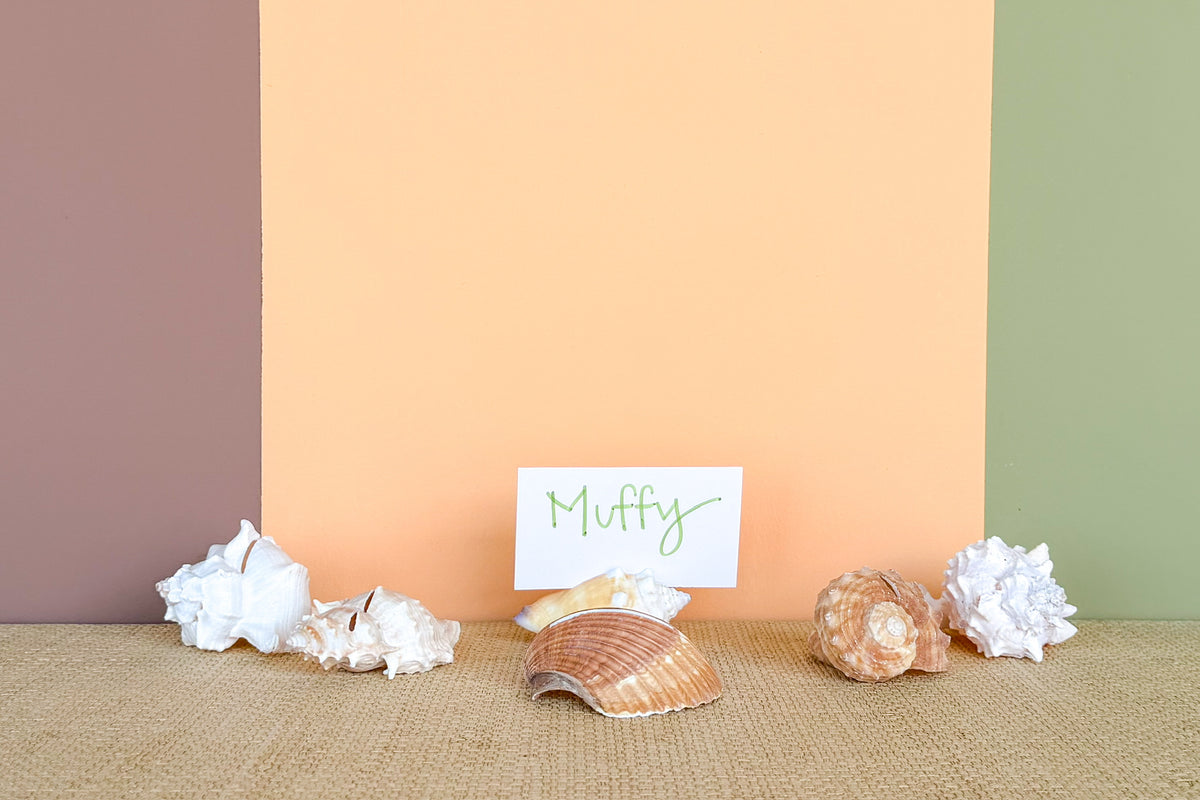 Set of Six Natural Shell Placecard Holders