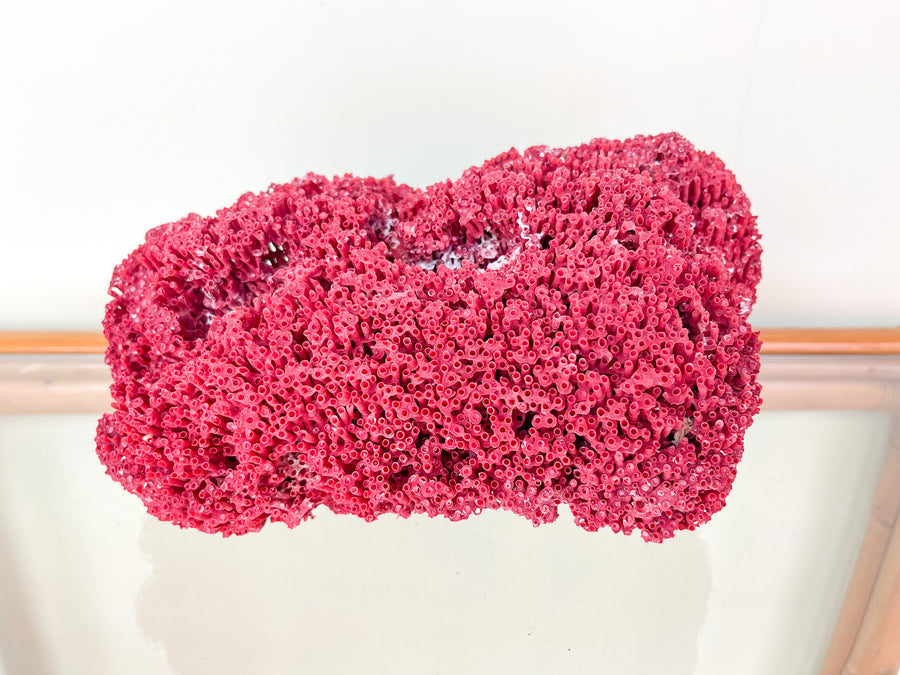 Red Coral