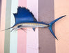 Tag and Release Mounted Sailfish
