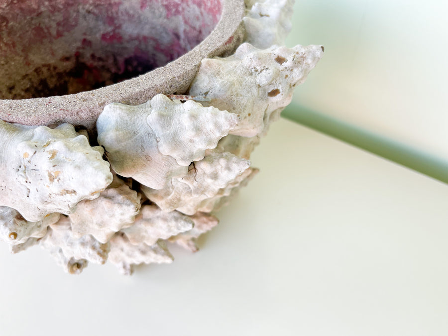 Natural Shell Cachepot