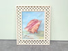 Lattice Conch Shell Original Painting