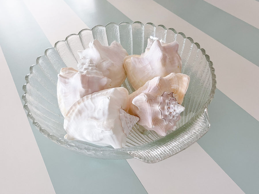 Glass Clam Shell Serving Dish