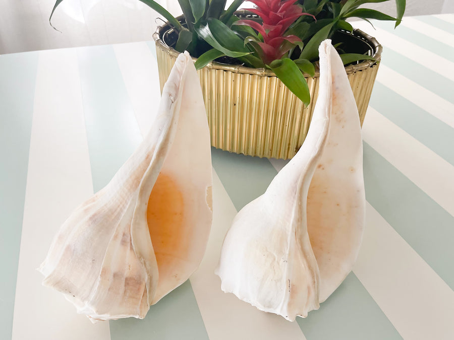 Pair of Island Horn Shells