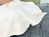 Huge Natural Clam Shell