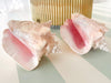 Pair of Island Conch Shells