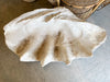 Giant Plaster Clam Shell