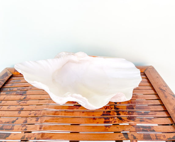 Petite Natural Clam Shell