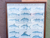 Old Florida Game Fish Framed Poster