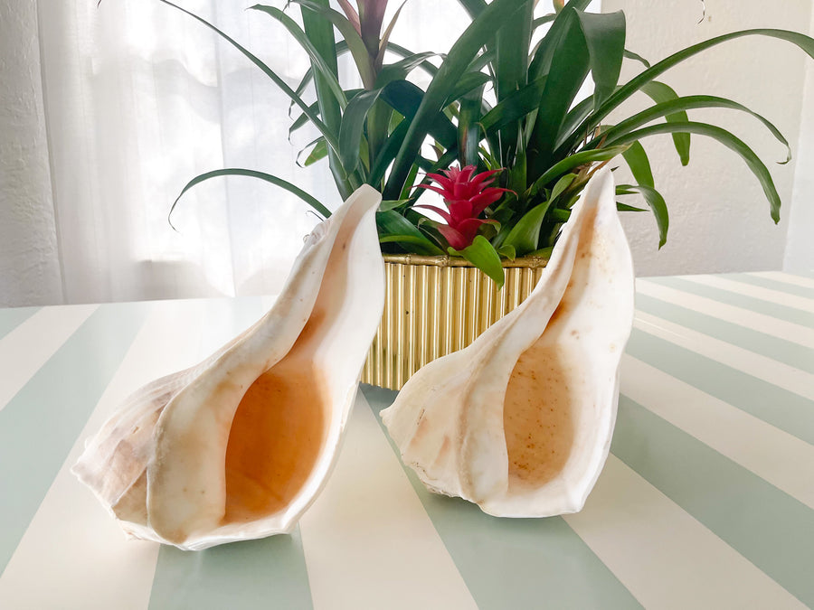 Pair of Island Horn Shells