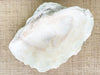Kips Bay Show House Natural Clam Shell